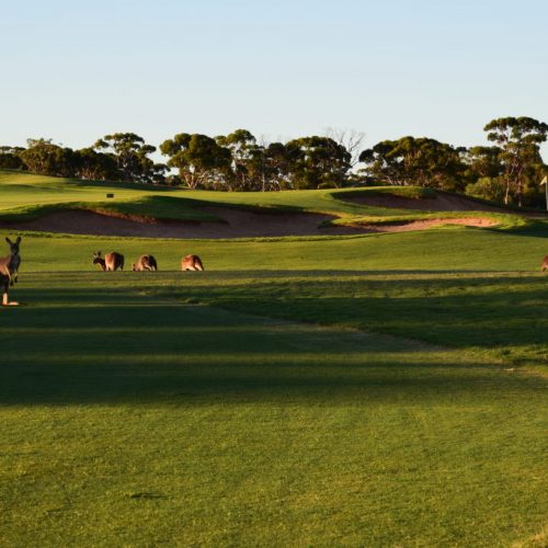 Kangaroos auf dem Golfplatz