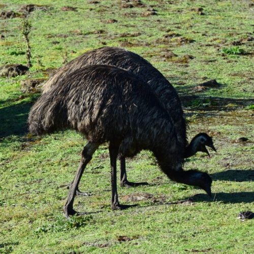 Emus in the Wild