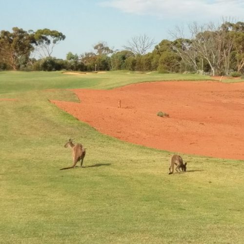 Kangaroos vor den Grüns